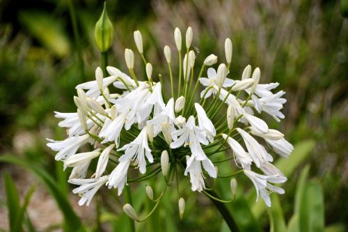 flower decorative onion plant