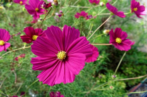 flower pink cosmea