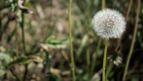 flower dandelion nature