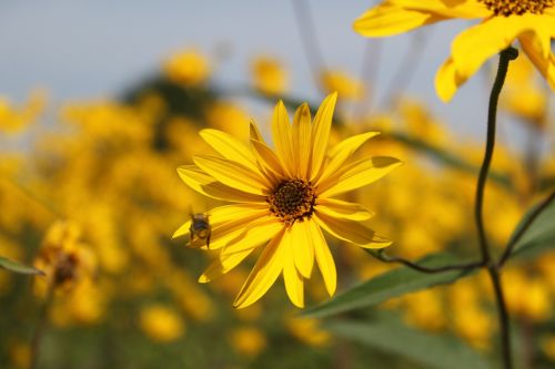 flower yellow blossom