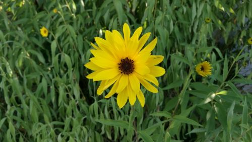 flower summer marguerite