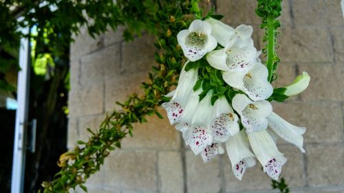 flower natural ornamental trees