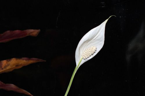 flower plant macro