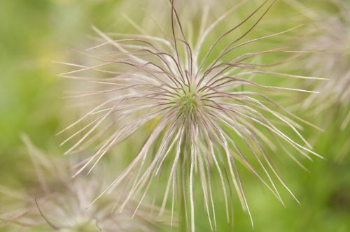 flower plant flora