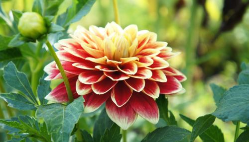 flower dahlia garden