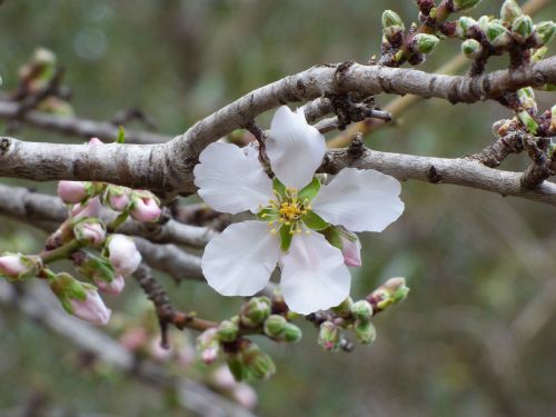 flower almond tree outbreak