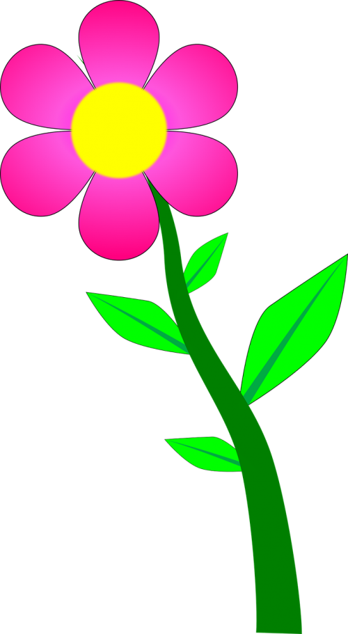 flower plant blossom