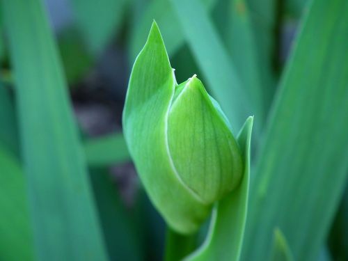 flower iris spring