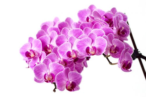 flower pink orchid