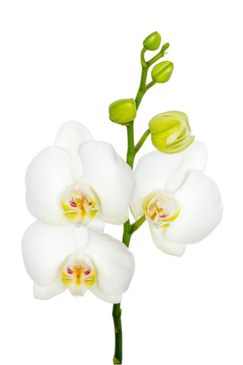 flower orchid macro