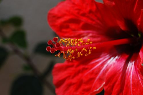 flower macro red