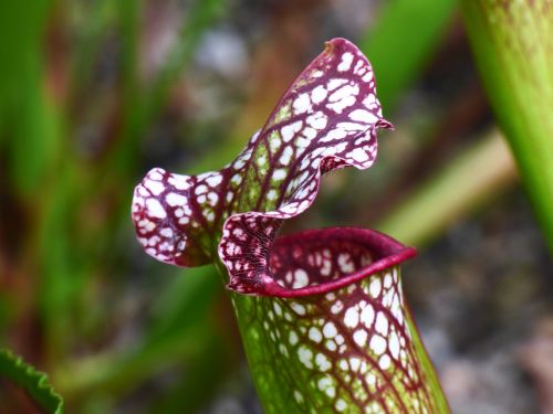 flower plant carnivore