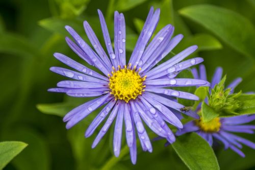 flower bloom floral