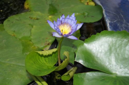 flower water lily water plant