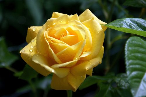 flower yellow rose garden