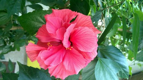 flower nature hibiscus