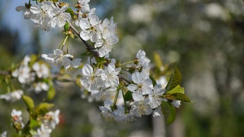 flower white petal