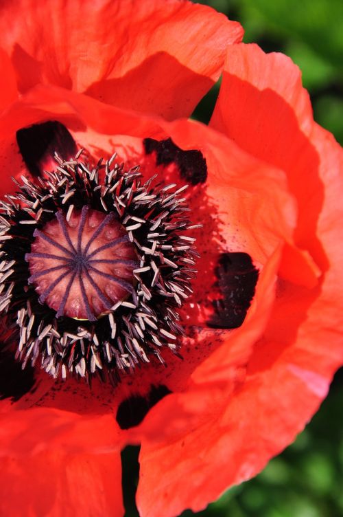 flower poppy red