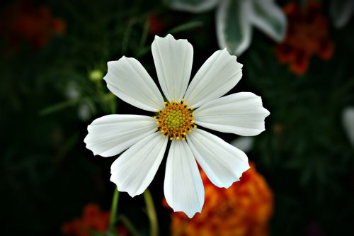 flower garden flowers