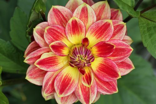 flower dahlia garden