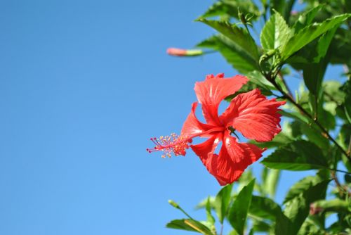 flower plant blossom