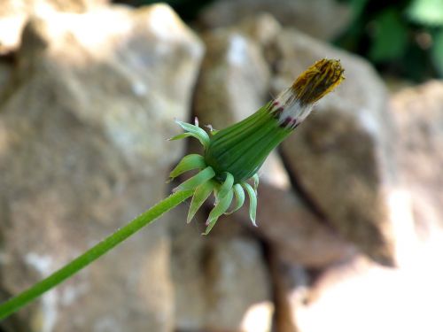 flower dandelion bud