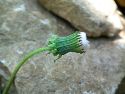 flower dandelion bud