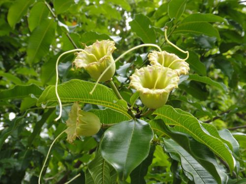 flower foxglove trees