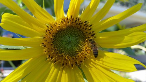 flower bee plant