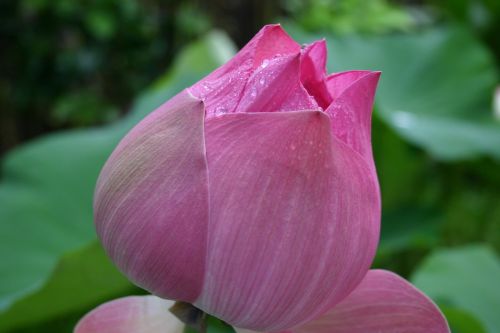 flower lotus asia