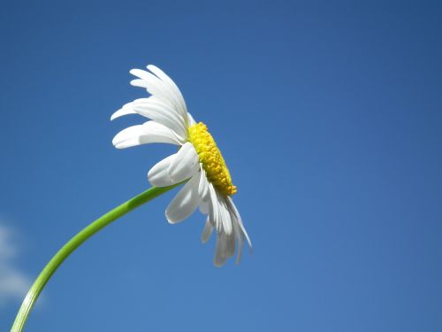 flower daisy white