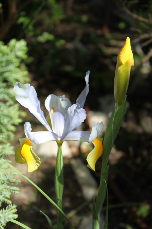 flower iris macro