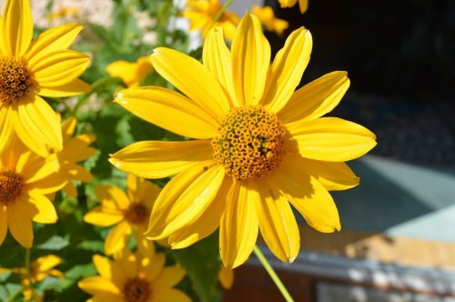 flower plant nature