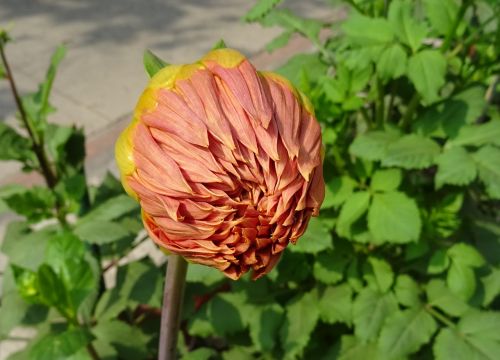 flower bud dahlia