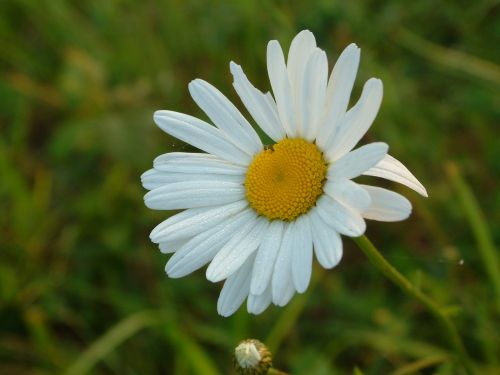 flower marguerite spring