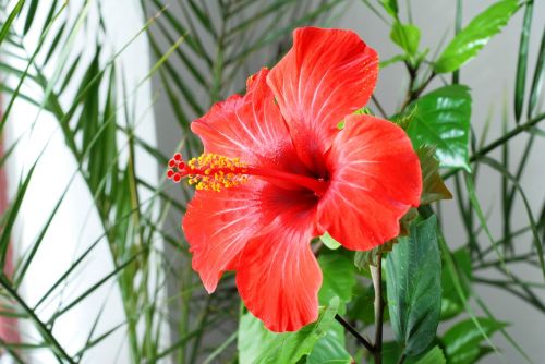 flower hibiscus red