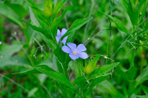 flower blue macro