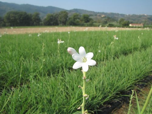 flower plant tuberose