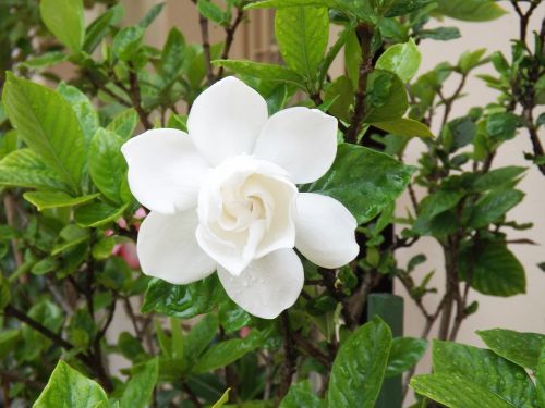 flower gardenia white