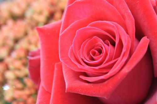 flower red macro