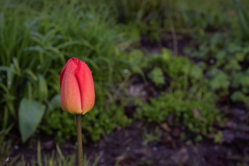 flower garden park