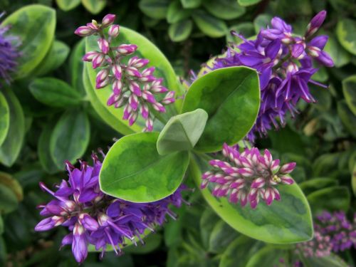 flower leaves green