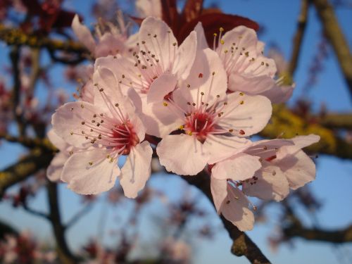 flower flowering spring