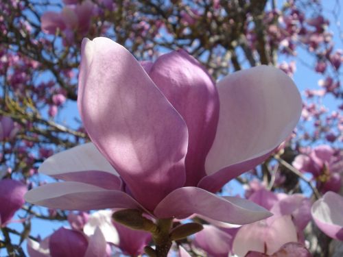 flower magnolias spring