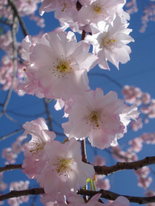 flower flowering cherry