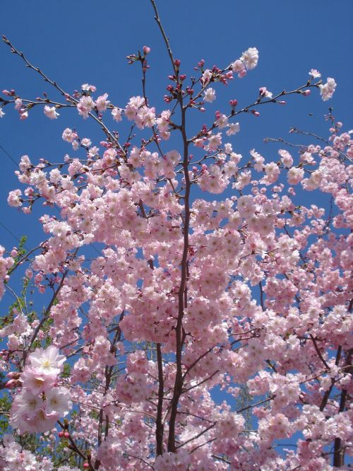 flower flowering cherry