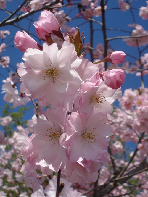 flower flowering cherry