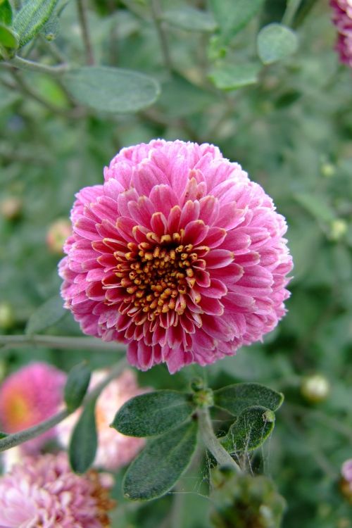 flower zinnia astra