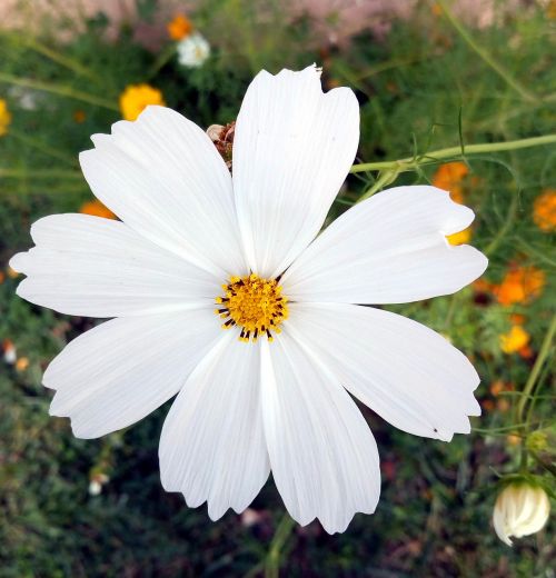 flower white summer