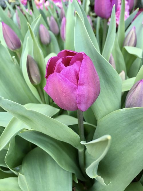 flower tulips spring